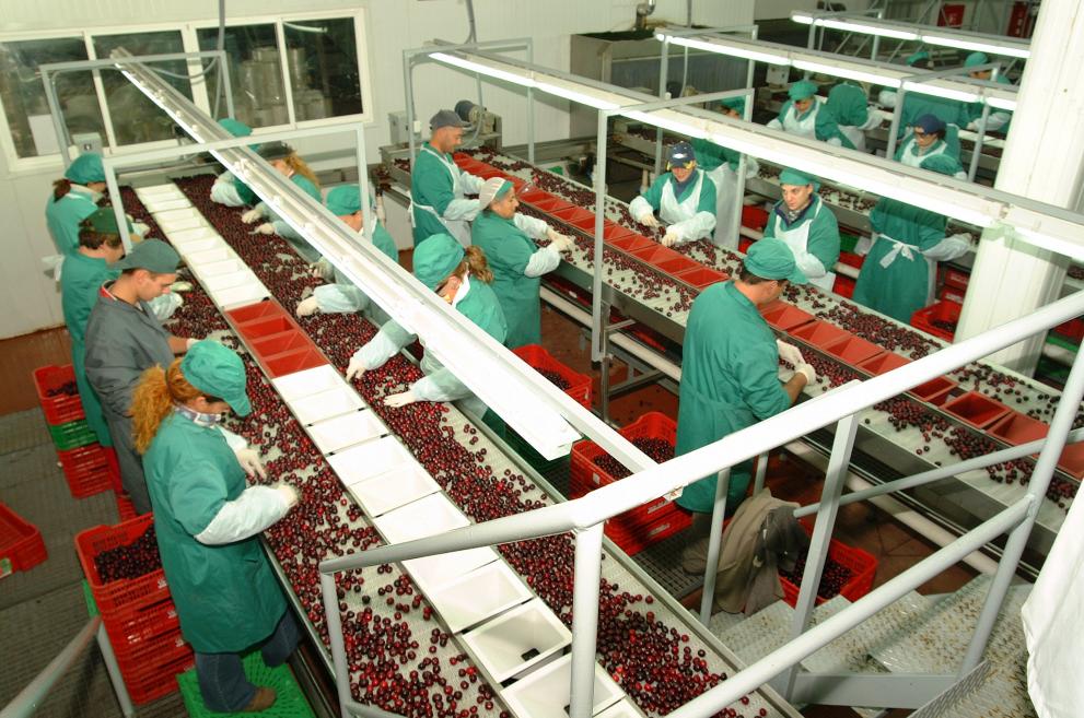 Trabajadores de la cereza en el Valle del Jerte